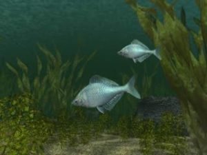 Reel Fishing (1996)